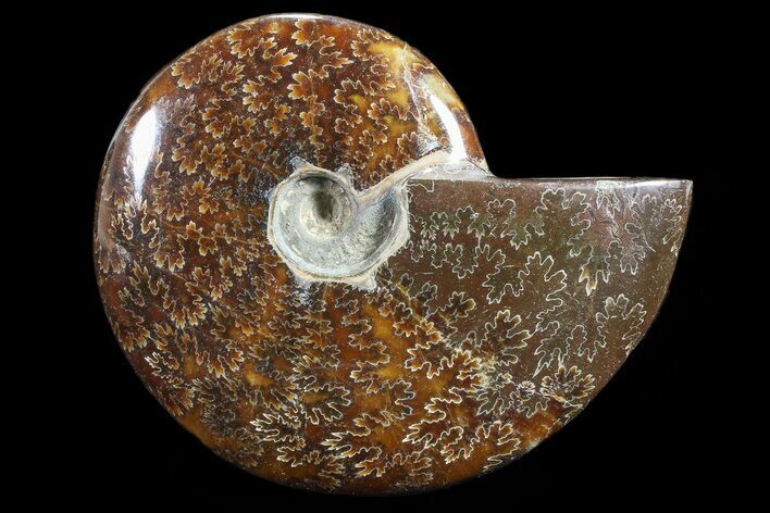 Bargain,  Polished, Agatized Ammonite (Cleoniceras) - Madagascar #88072